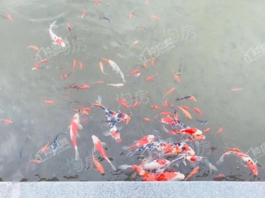 文一泰禾·合肥院子实景图