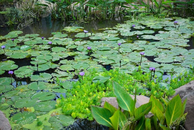 千江凌云实景图