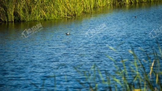 龙湖·景粼玖序配套图