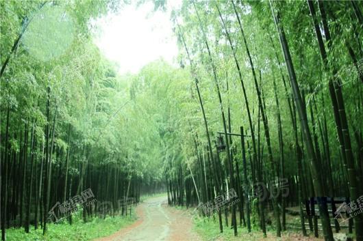 泰禾野风大城小院配套图