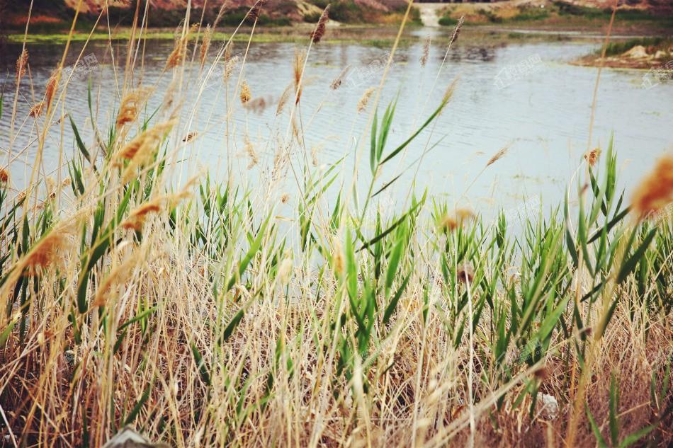 绿城一龙半岛实景图