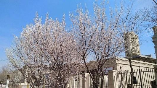 龙湖九里晴川实景图