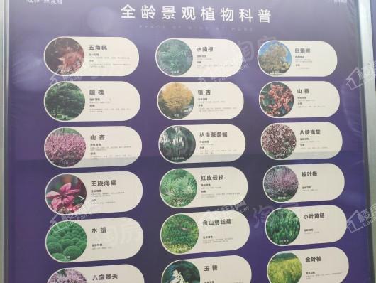 旭辉璟宸府实景图