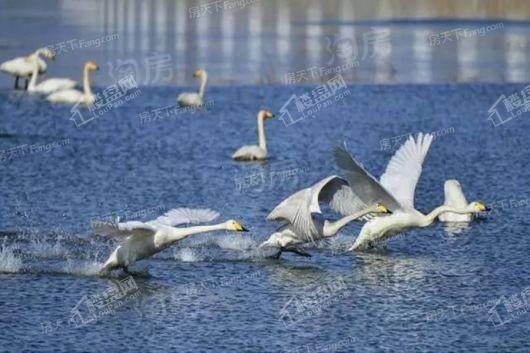 阳光城君山墅配套图