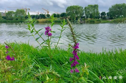 天恒·水岸壹号配套图