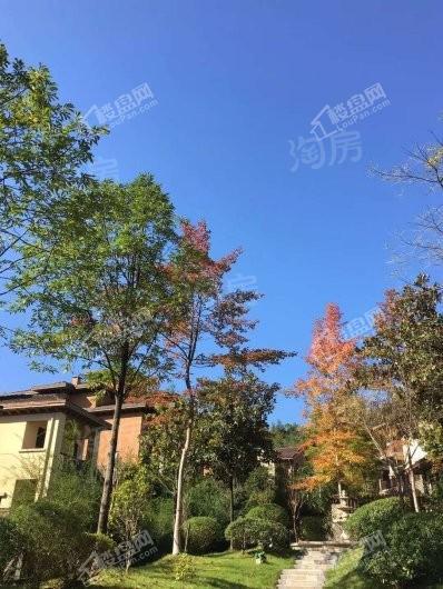 花水湾国际度假区实景图