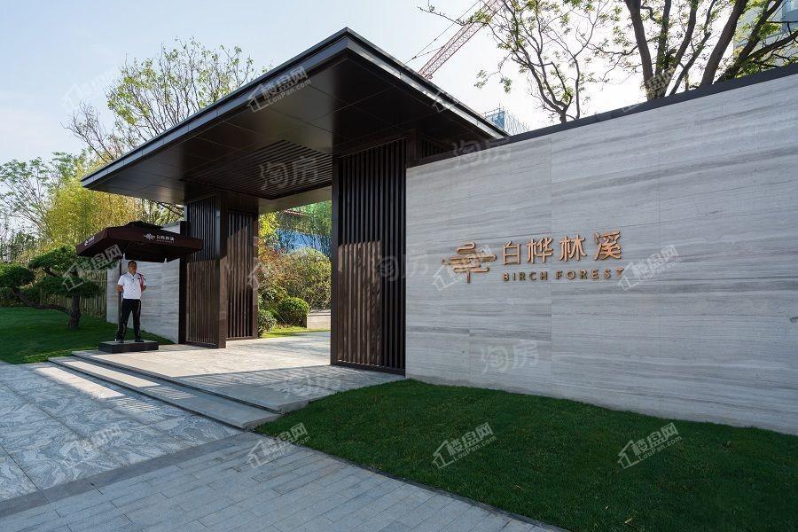 白桦林溪实景图