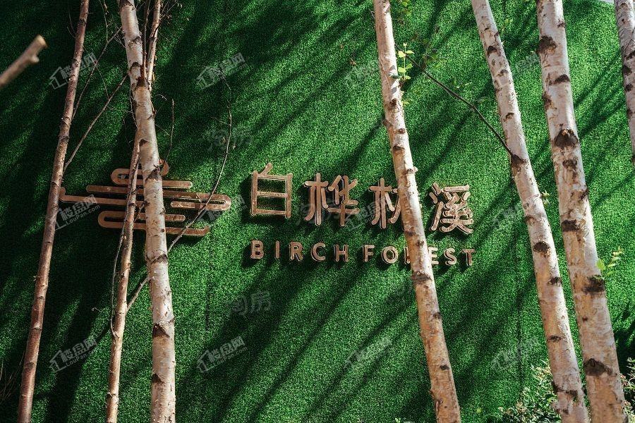 白桦林溪实景图