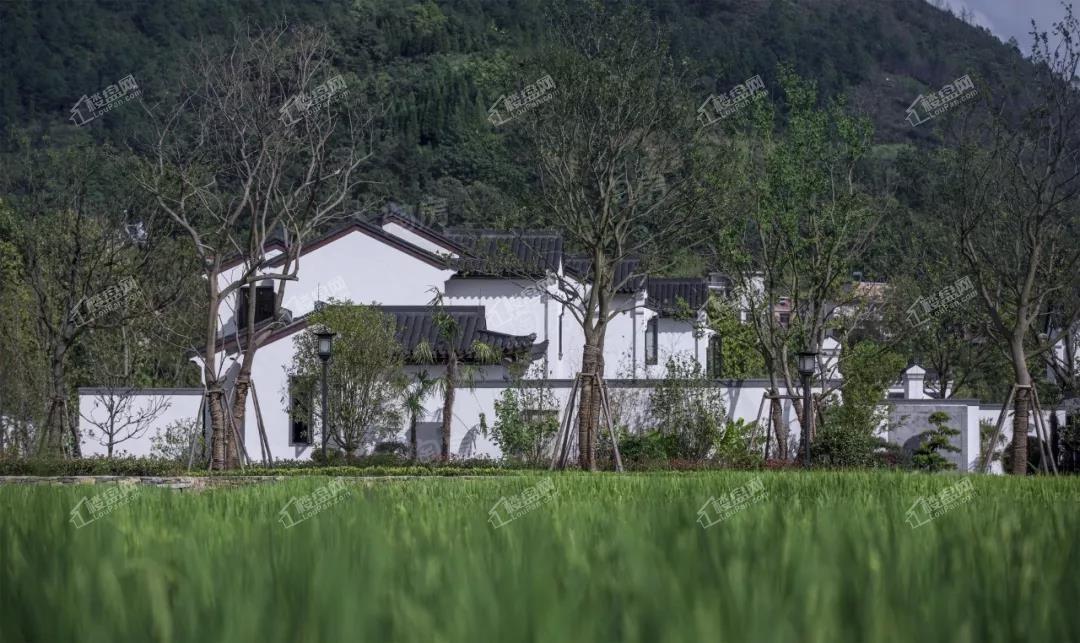 蓝城贵阳桃李春风实景图