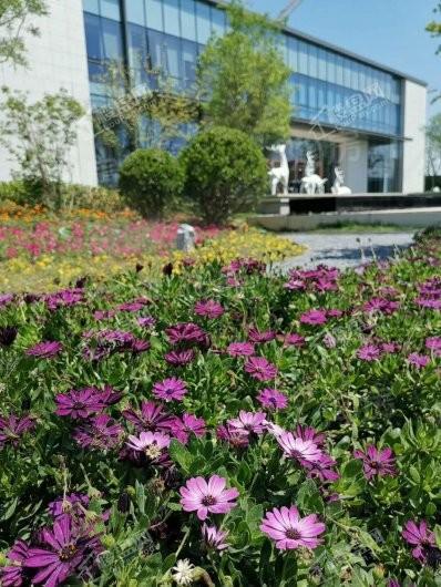 东创铂悦府实景图