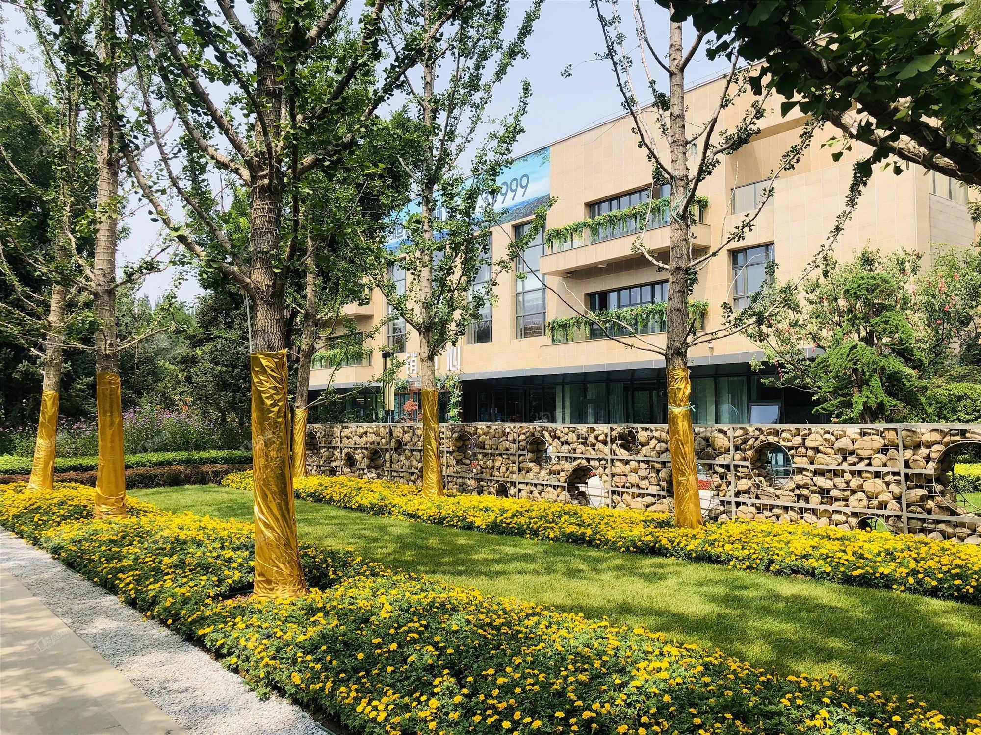 恒大森林海实景图