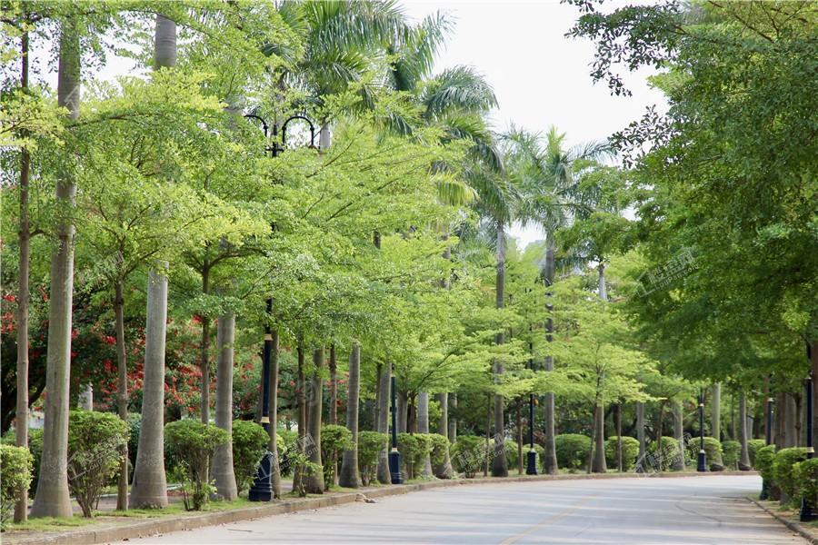 龍胤花园实景图