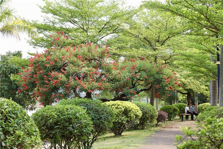 龍胤花园实景图