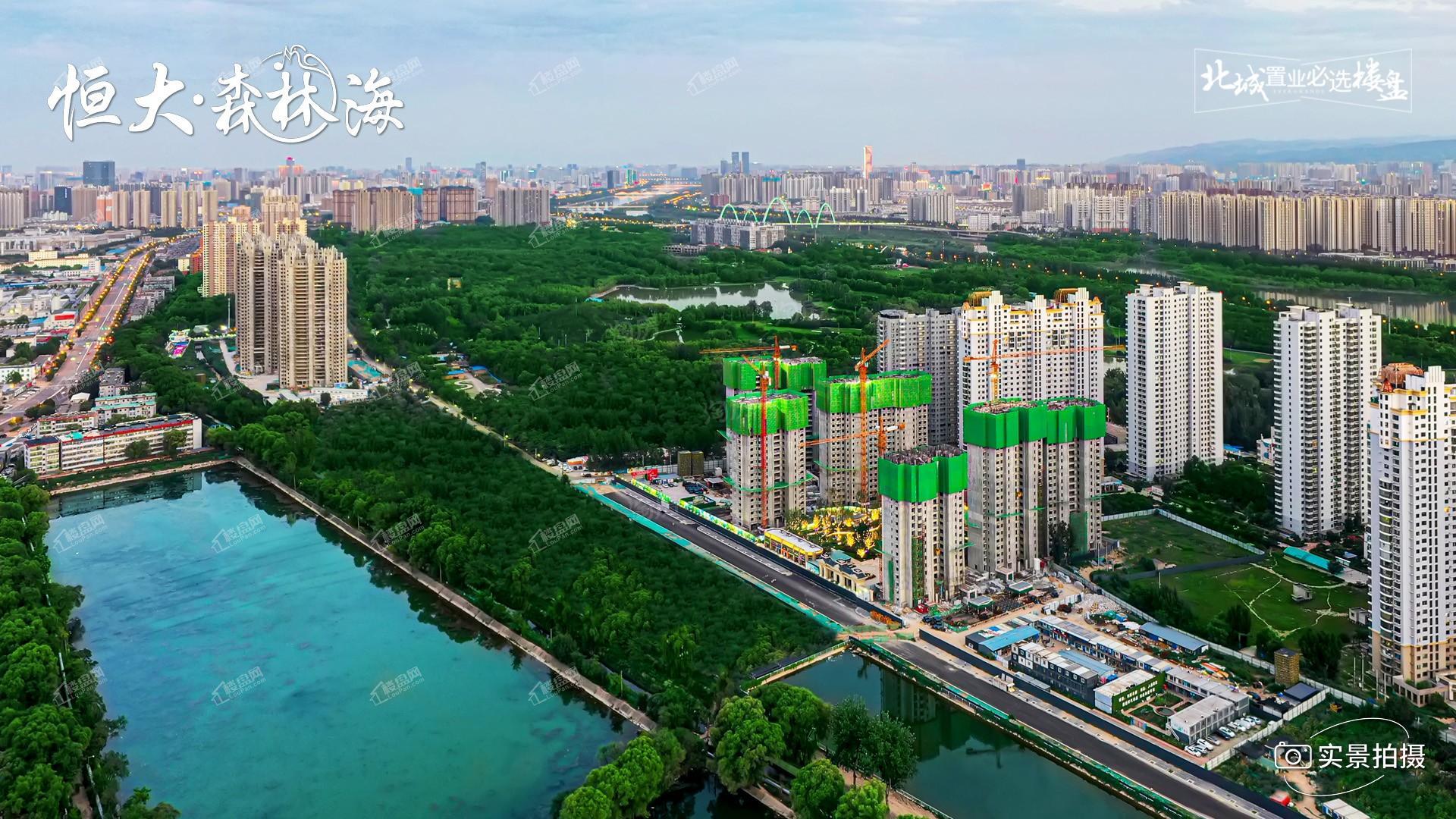 恒大森林海实景图