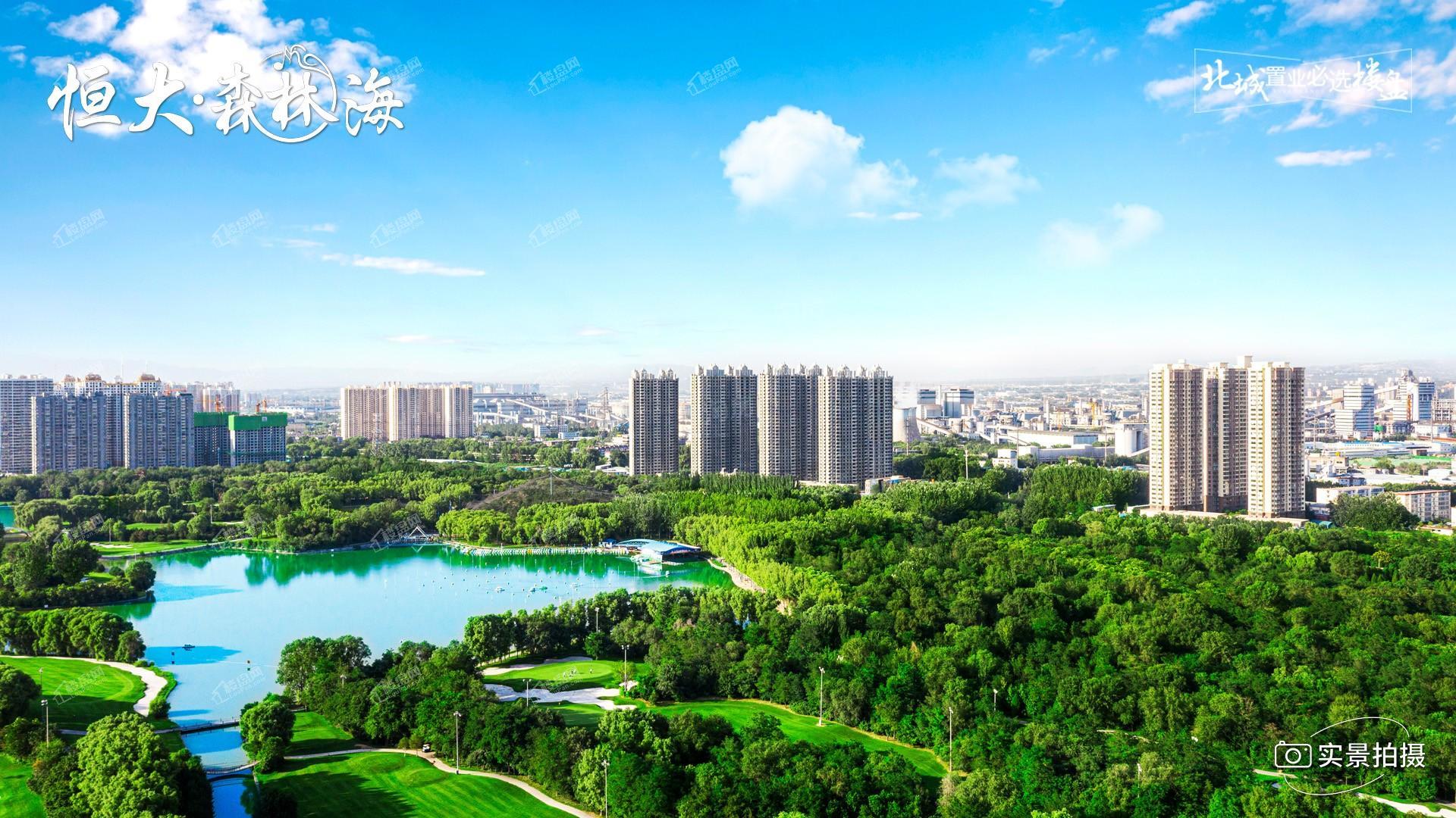 恒大森林海实景图