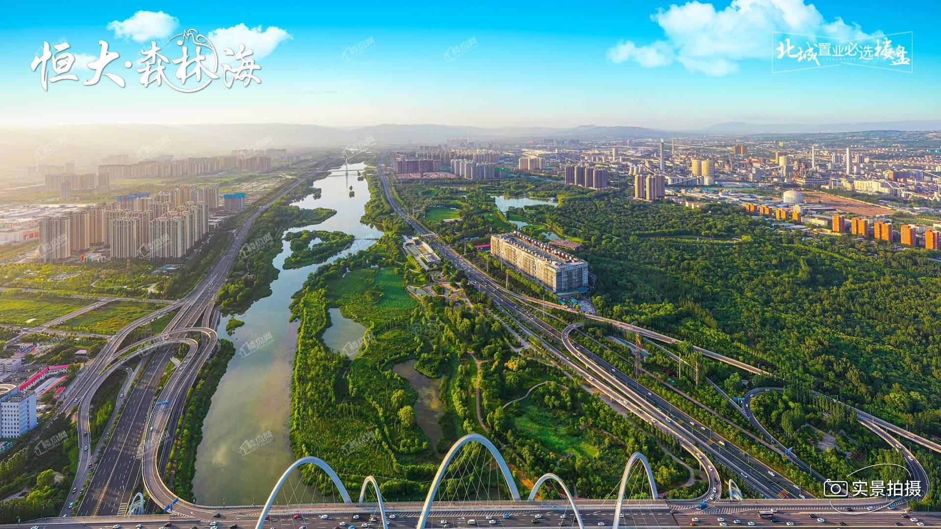 恒大森林海实景图