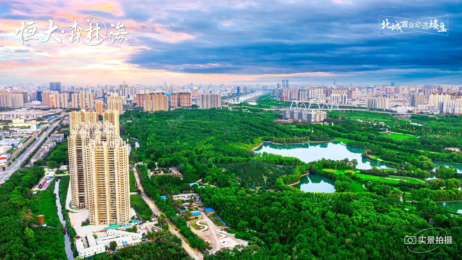 恒大森林海实景图