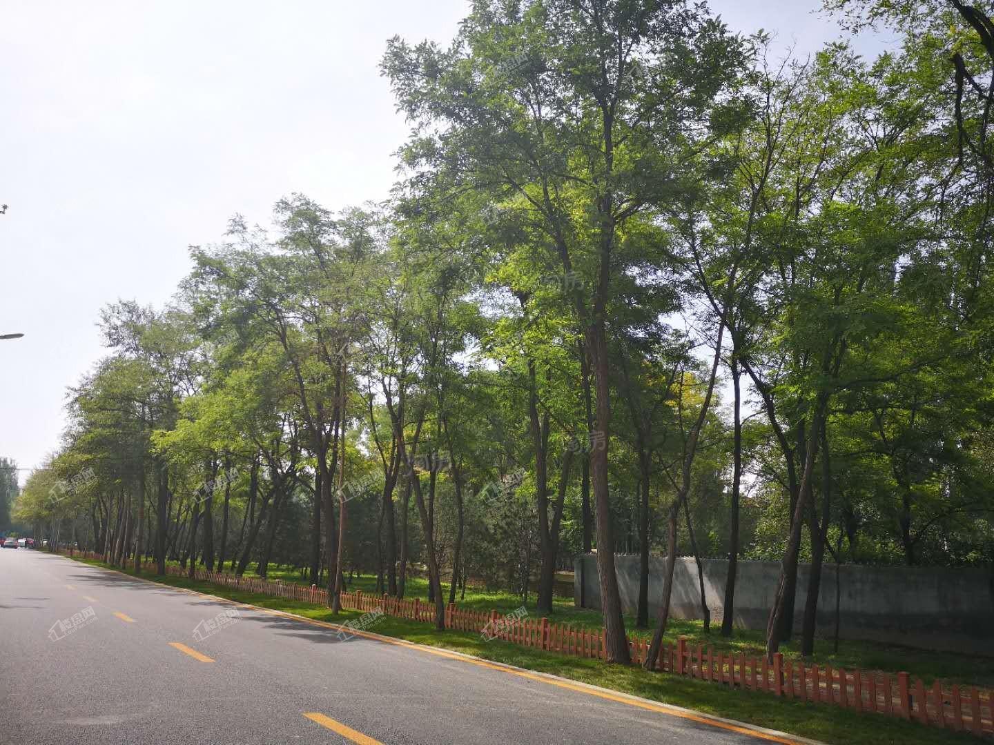 恒大森林海实景图