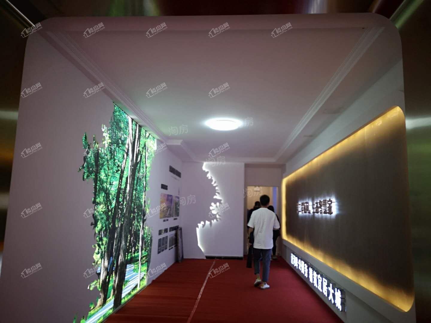 恒大森林海实景图