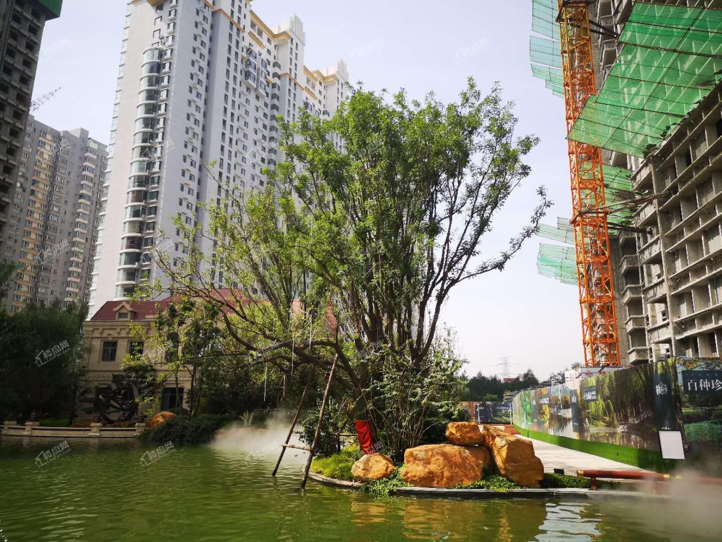 恒大森林海实景图