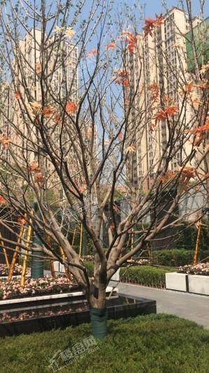 融创合景·珑锦学府实景图