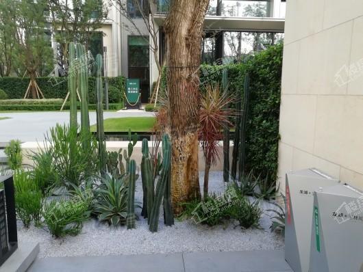 龙湖·尘林间实景图