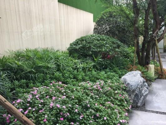 合景泰富誉峰实景图