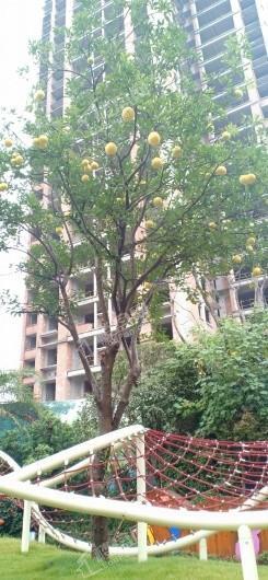 中建瑜和城实景图