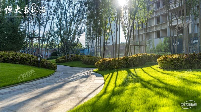 恒大森林海实景图