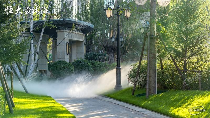 恒大森林海实景图