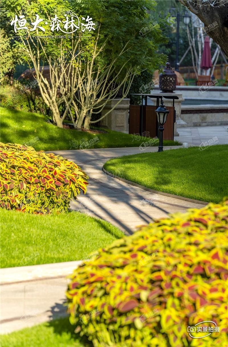 恒大森林海实景图