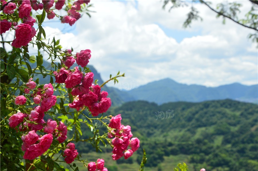 凤栖伴山