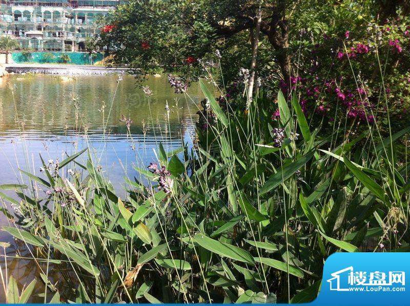 皇庭波西塔诺配套图