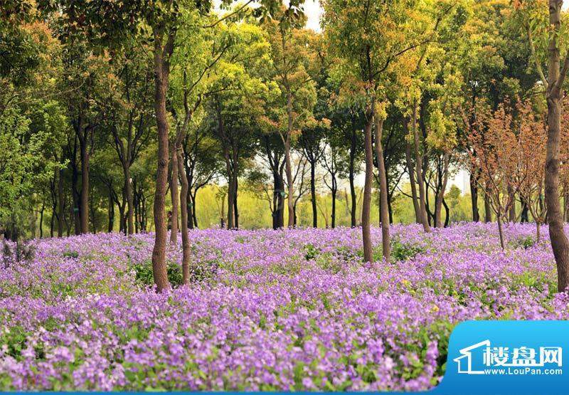 四季雅苑别墅配套图