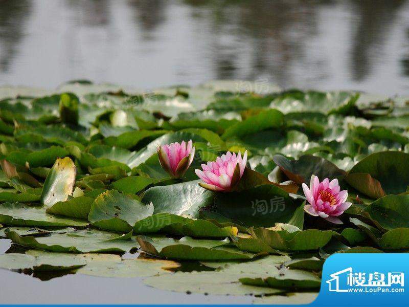 俊发·滇池ONE配套图