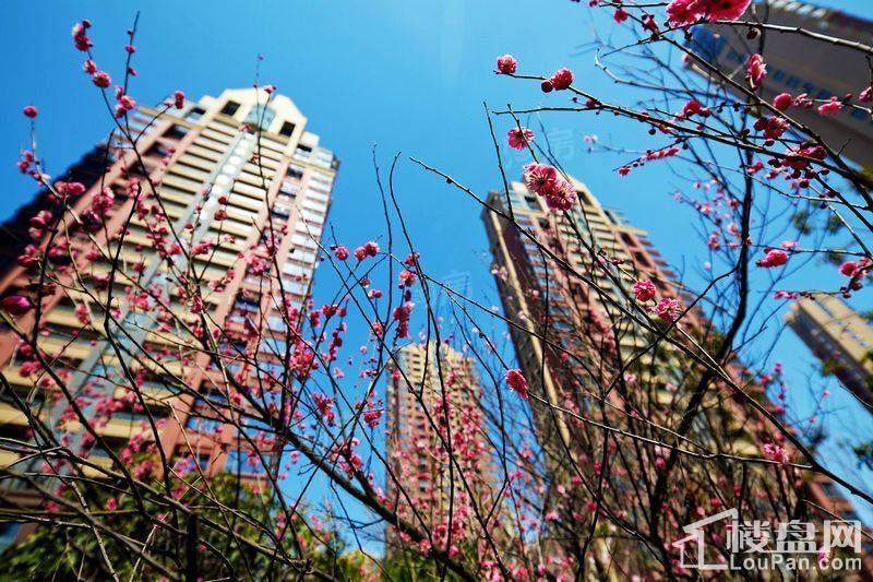中海雍城世家实景图