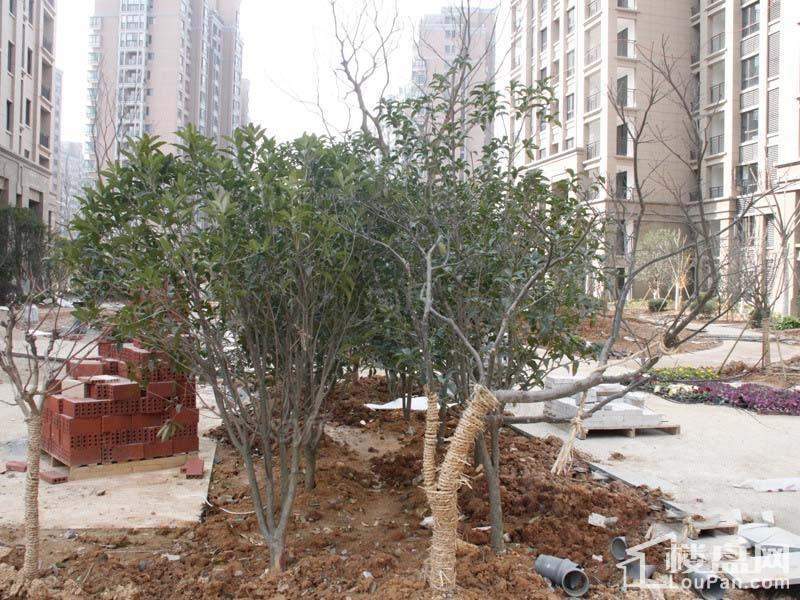 银亿金域华府实景图