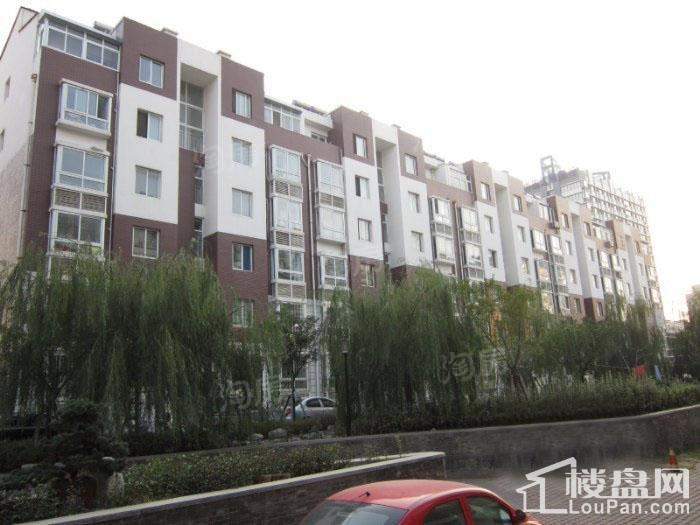 格调阳光实景图