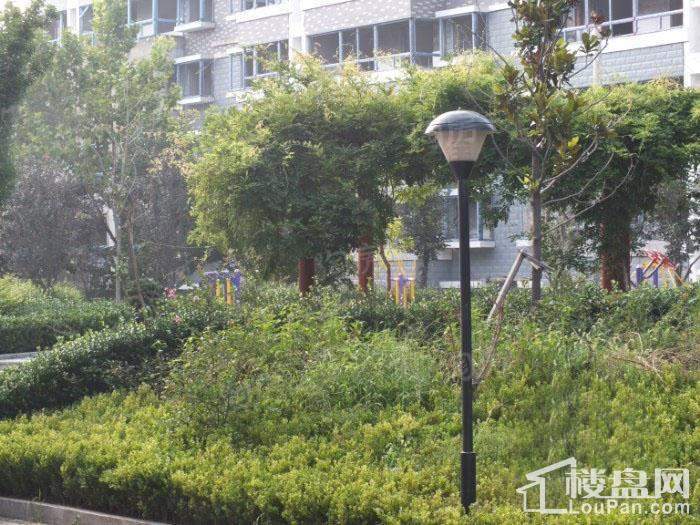 格调阳光实景图