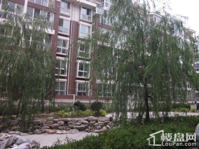格调阳光实景图