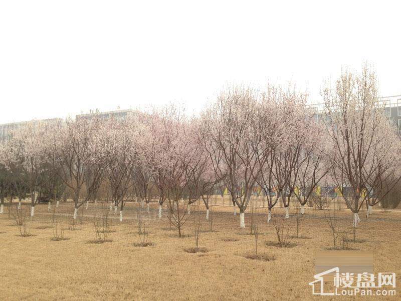 国锐金嵿配套图