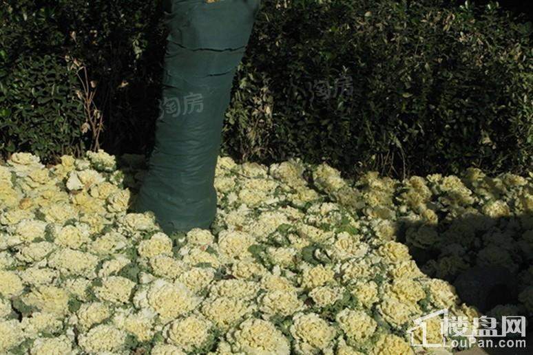 万科·翡翠四季实景图