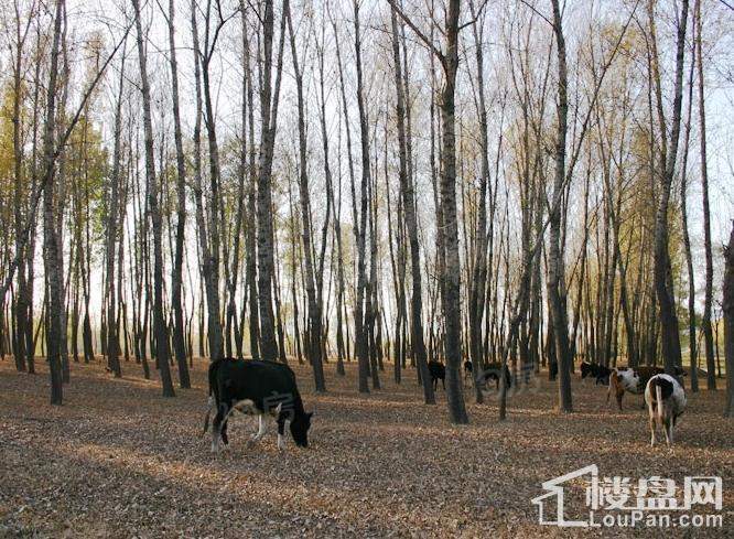 香江别墅实景图