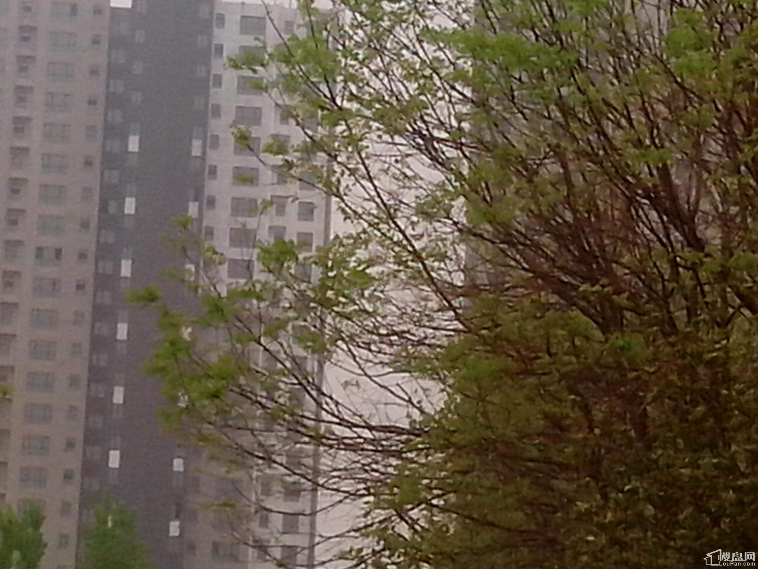 渤景湾实景图