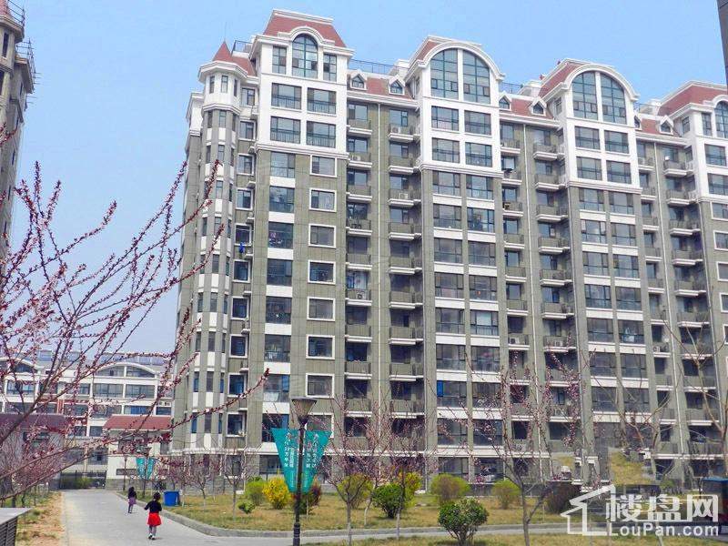 滨海北美枫情实景图