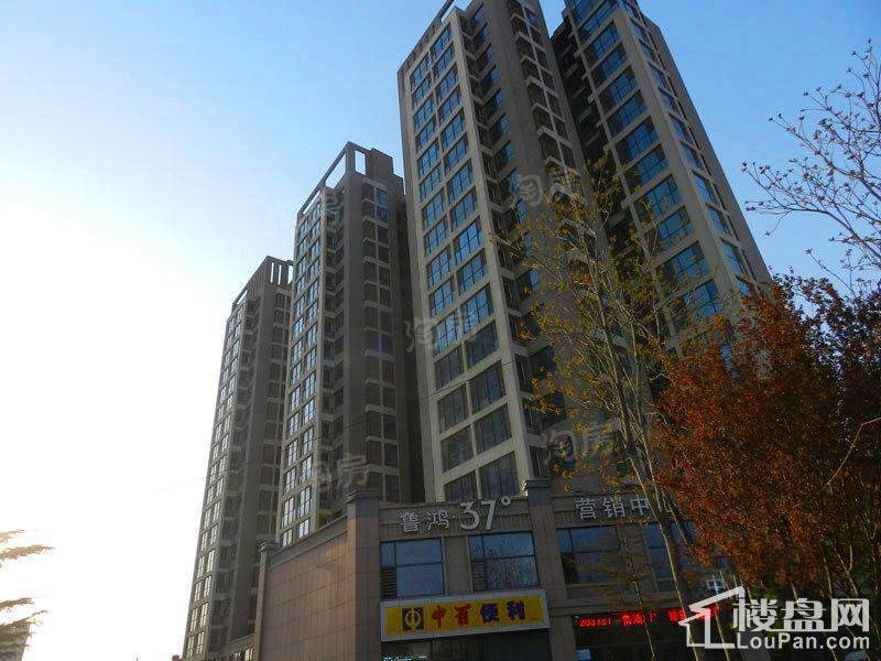 鲁鸿37°实景图