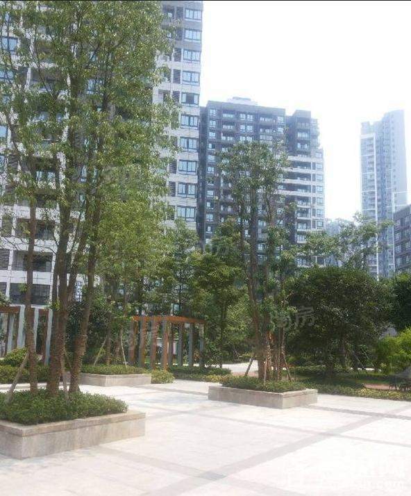 康利尔风花树实景图