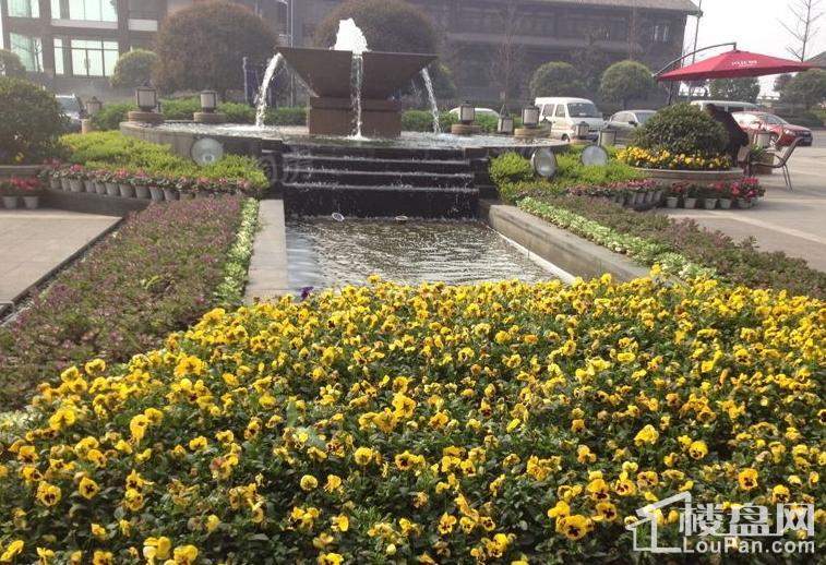 康利尔风花树实景图