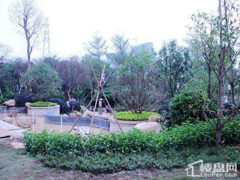 荣和千千树实景图