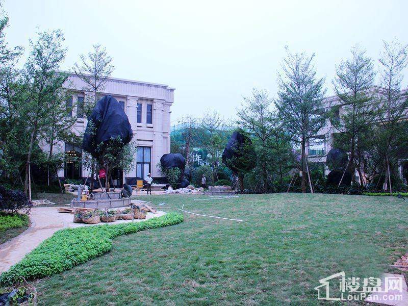 荣和千千树实景图